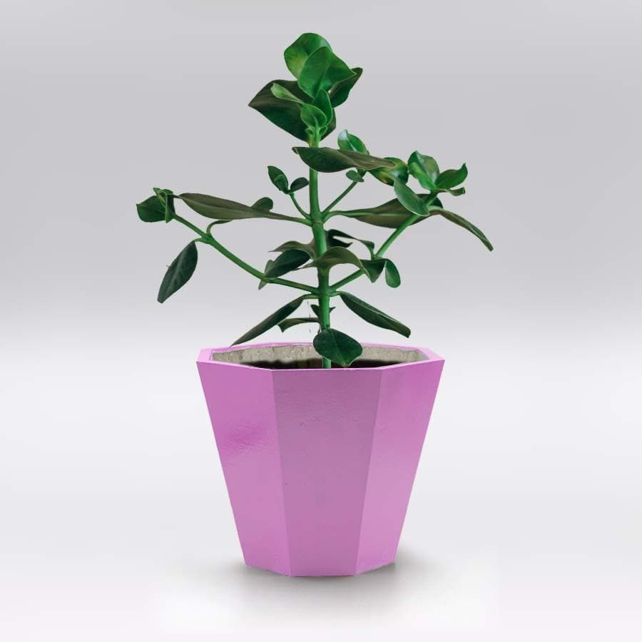 ピンク植木鉢
